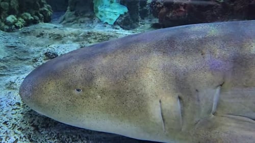 Static view of nurse shark in captivity, Florida.