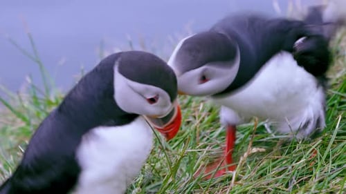 Puffins Nodding and Peck-Pecking in Iceland Summer Hillside.