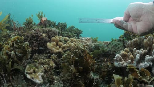 A scuba diver collecting data and measurements for marine science research deep below the ocean.