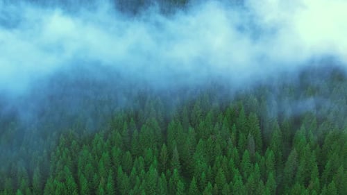Aerial View of Misty Forest Landscape