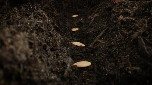 Four seeds being sown and covered in soil