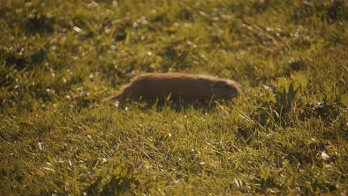 Scureuil terrestre marchant prudemment sur de l'herbe verte, plan de suivi, jour
