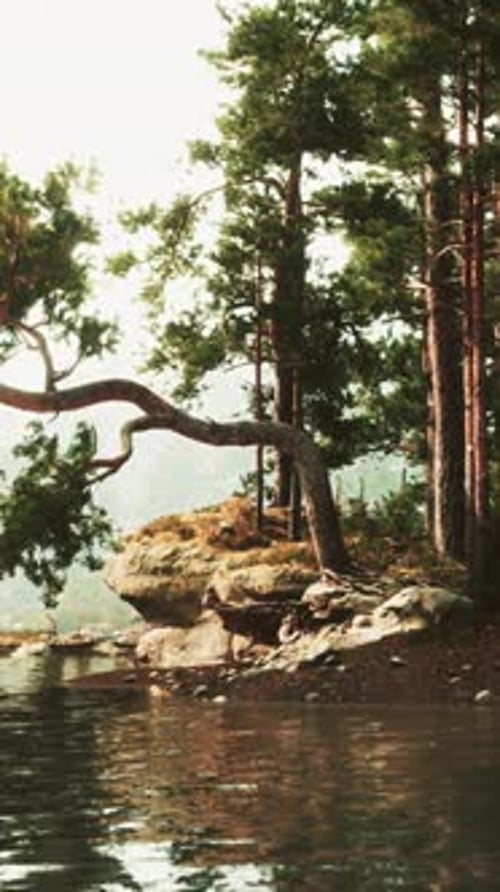 A Serene Lake Nestled Among Towering Trees
