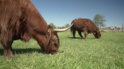 Highland Cows Grazing in a Sunny Meadow