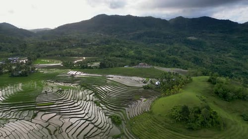 Morning Landscape Rice Field Mountains Overcast Sky with Rain Clouds Rice Terrace in Malaysia