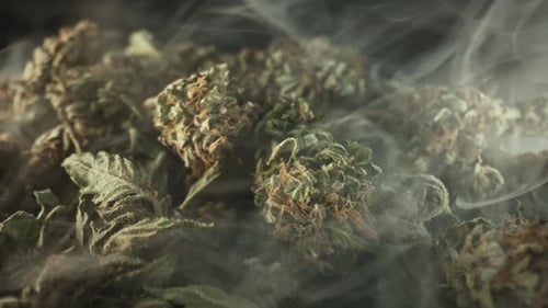 Close Up Cannabis Buds With Smoke
