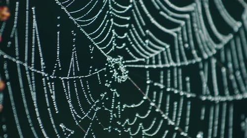 Spinnennetz bedeckt mit Tautropfen, die im Sonnenlicht glitzern