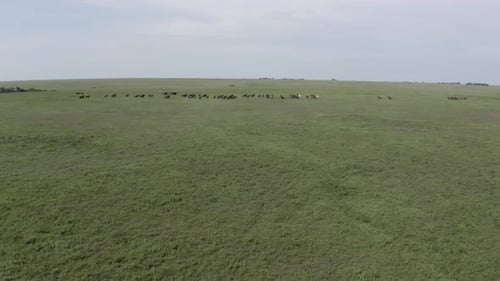Distant drone shot of wild horses running in the prairie.
- Wild horses, horse, stallion, animals, p