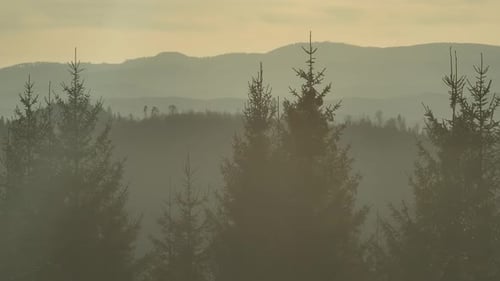 Misty morning view of pine trees against distant rolling mountains at sunrise