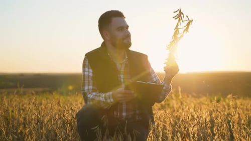Farmer Inspecting Crops in Field at Sunrise