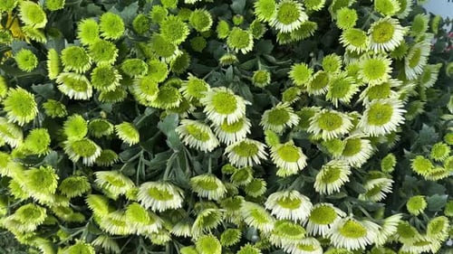 Beautiful blooming Yellow Chrysanthemum flowers with green leaves in the background, close-up shot.