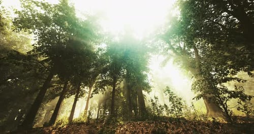 Sunlight Filtering Through Trees in a Serene Forest During Daytime