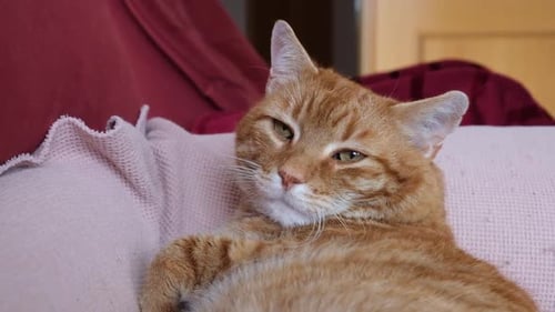 yawning of an overweight sleepy orange cat lying on the sofa.