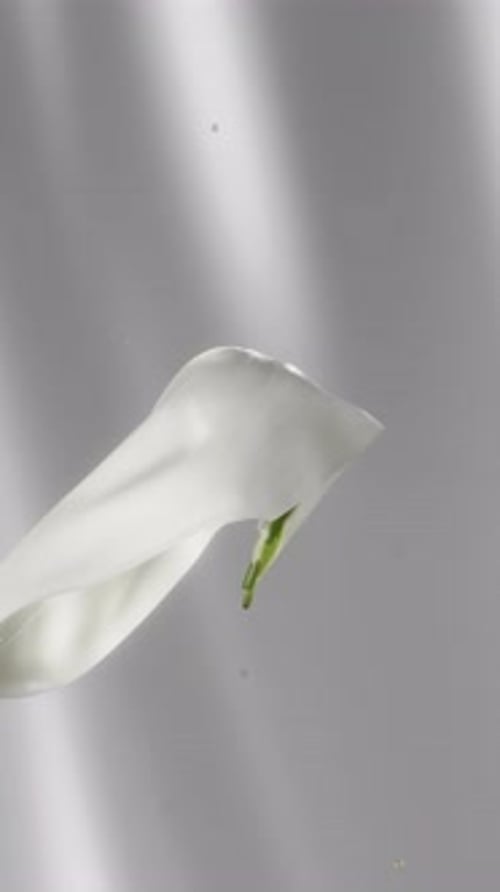 White Calla Lily Flower Opening in Slow Motion Underwater