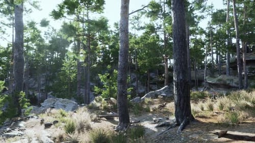 Lush Green Forest Landscape with Towering Trees and Rocky Outcrops