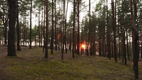 Experience the Tranquil Beauty of a Sunset Through the Forest Trees in Realtime Nature Footage