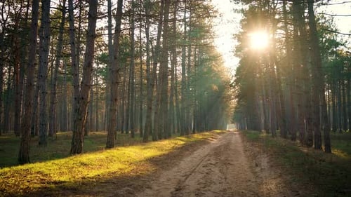 La luz dorada del sol se filtra a través de los pinos a lo largo del sendero del bosque al atardecer.
