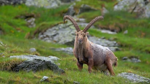 Alpensteinbock kratzt sich