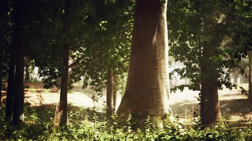 A Majestic Tree Standing Tall in the Heart of a Lush Forest