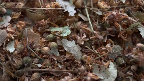 Dried Linden Flowers for Herbal Tea Close Up