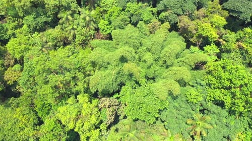 Drone aerial view of summer green trees in a amazon tropical forest in Brazil