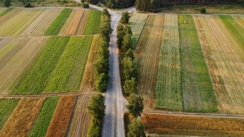 Aerial view of cultivated green fields and agricultural parcels with gold wheat, straw rolls.