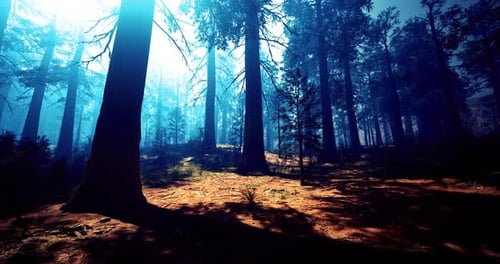 Sunlight Filters Through Tall Trees in a Tranquil Forest Clearing