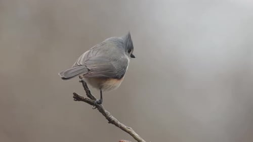 Close up of birds on a branch ice and snow winter day