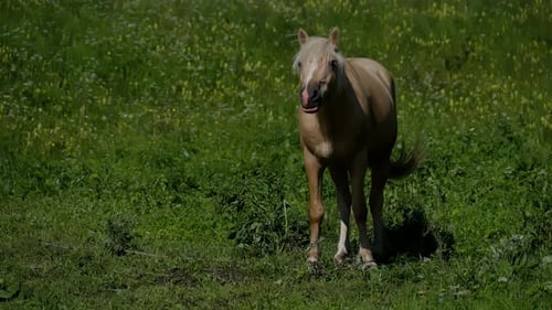 Golden Palomino Horse Browsing in a Field of Wildflowers A Golden Palomino Horse Browses Peacefully