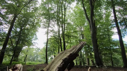 Üppiges Waldgebiet in einem englischen Wald mit einem abgestorbenen umgestürzten Baum auf dem Boden.