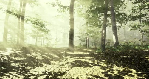 Sunlight Filters Through Trees in a Tranquil Forest During Early Morning