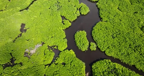 Mangrove Trees Along Wide Waterway with Muddy Banks Siargao Philippines