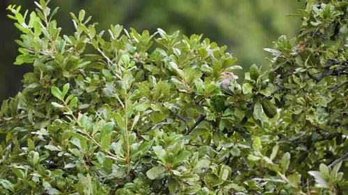 A common House Sparrow sits in an oak tree branch - Passer domesticus