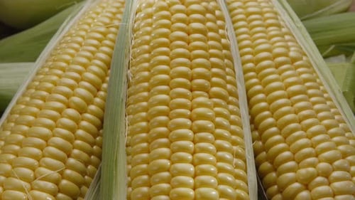 Close Up of Fresh Corn on the Cob