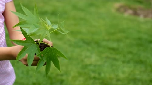 The Child Holds the Plant and Soil in His Hands