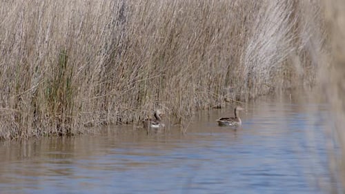 Medium shot of Greylag Goose family swimming in a lake. Sunny and windy day. (4K Resolution)