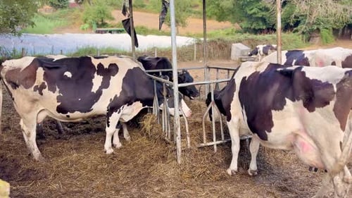 Dairy Cows Eating Hay on a Farm