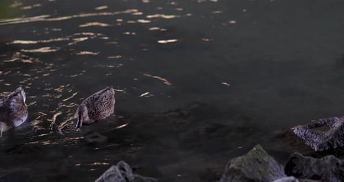 Enten auf dem Teich schwimmen im Wasser, reinigen ihre Federn. Wilde Tiere, schöne Enten fressen Brot