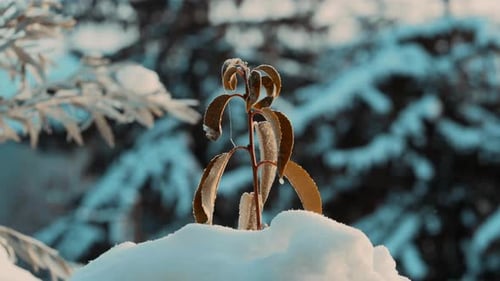 Cinematic shot of Frozen Brown Leaves On A Cold Winter Morning surrounded by snow in nature during a