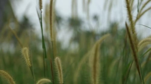 Grass Spikelets, wild plant swaying in the breeze,random camera movements