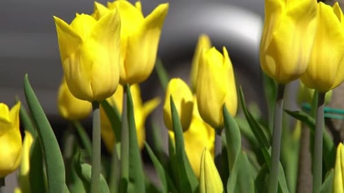 Yellow Tulips Bloom in Spring Tulip Flower Nature Floral Background Botanical Garden Flowering Buds