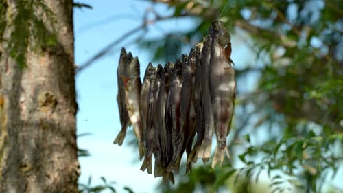 Dried Fish Hanging On A Rope In The Trees