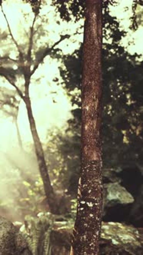 Sunlight Filtering Through Tree Canopy in Forest