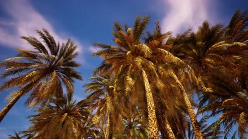 Tropical Palm Trees Swaying Gently Under Blue Sky