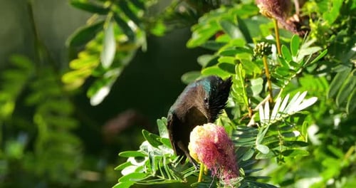 Antillean crested hummingbird (Orthorhyncus cristatus) flying and feeding at a flower on the Caribbe