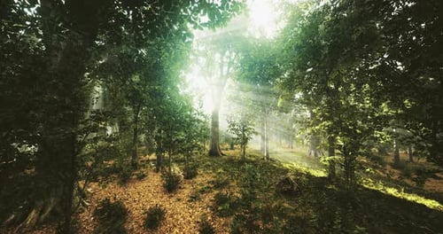 Sunlight Filtering Through Lush Trees in an Enchanted Forest During Midday
