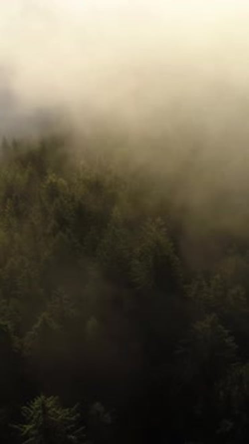 Vertical Screen Dense European Forest in Foggy Weather Aerial View