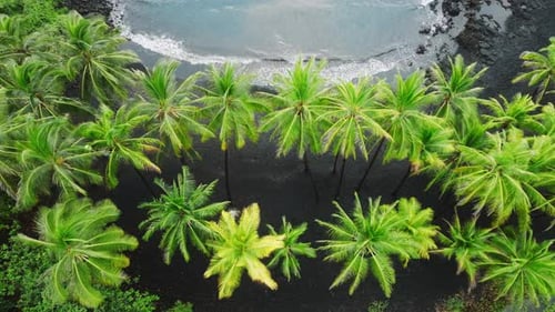 Aerial Cinematic Beautiful American Nature Coastline with Green Palm Trees Grove