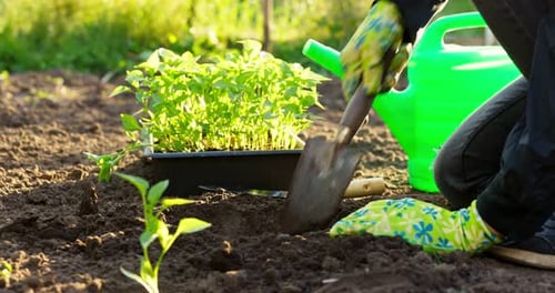 Female Farmer Hands Planting to Soil Seedling in the Vegetable Garden
