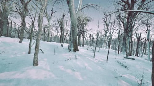 Flying Through Snowy Winter Forest Animation